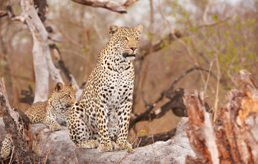 Two Leopards resting on the tree