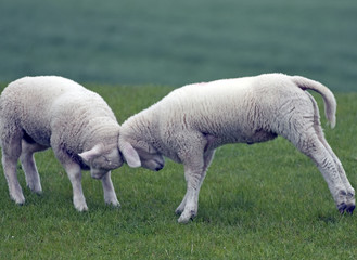 Kämpfende Lämmer