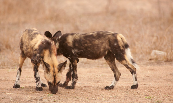Fototapeta Couple of African Wild Dogs (Lycaon pictus)
