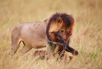 Abwaschbare Fototapete Panther Single Lion (panthera leo) with a kill in savannah