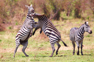 Obraz premium Herd of zebras (African Equids)