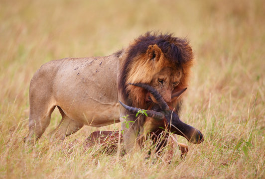 Single Lion (panthera leo) with a kill in savannah