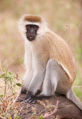 Black-faced vervet monkey (Chlorocebus pygerythrus)