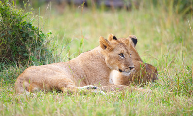 Two Lion cubs (panthera leo) in savannah