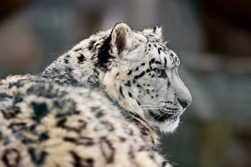 Schneeleopard (Uncia uncia)