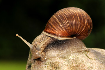 Schnecke