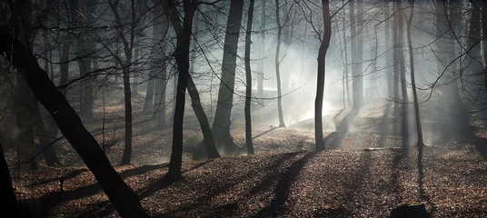 Cercles muraux Automne matin et brouillard