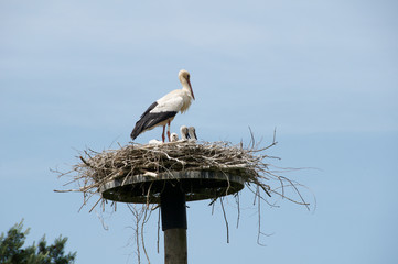 Stork and baby