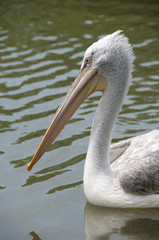 Pink-backed Pelican