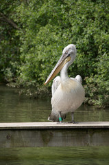 Pink-backed Pelican