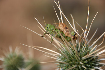 Heuschrecken bei der Paarung, Marokko