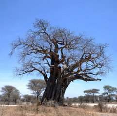 Baobab, Tanzania, Africa
