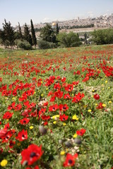 Frühling auf dem Ölberg