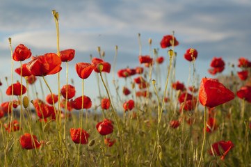Naklejka premium Poppies