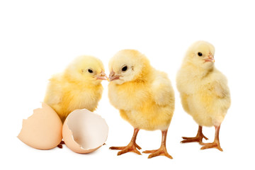 newborn small chicken on white