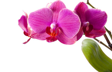 Fototapeta na wymiar pink Orchid
