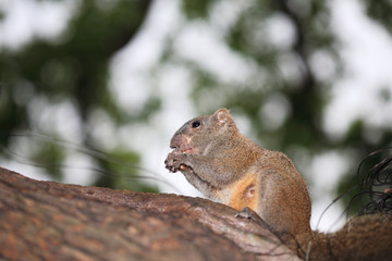 Obraz premium Little cute squirrel on tree branch .