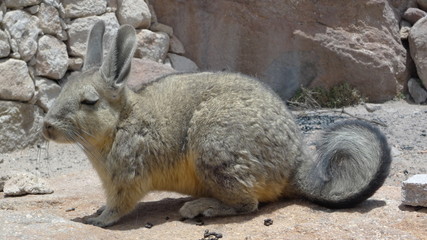 Viscacha