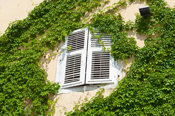 Ivied window covered with white shutters in Mediterranean style
