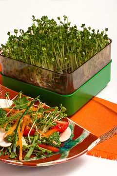 salad with sprouts