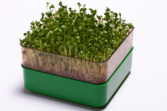 Sprouts