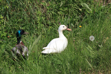 canard blanc