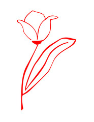 red tulip