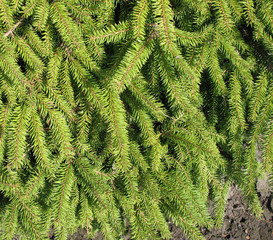 Thick pine-needles. Background