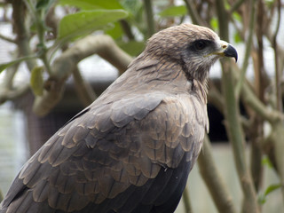 kite