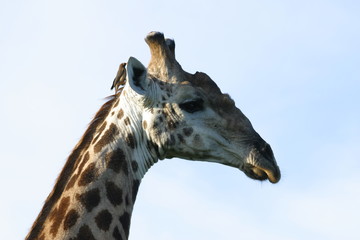 Giraffe