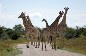 Giraffen
