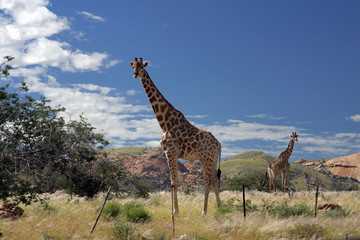Giraffen