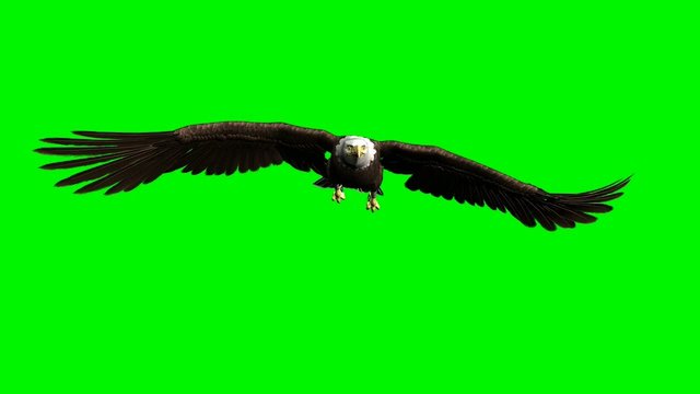 American Bald Eagle Hunting Flying Chroma Key Green