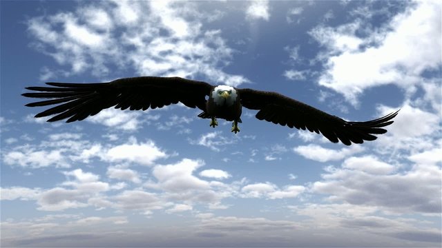 american bald eagle hunting flying in a blue sky