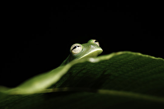 green tree frog hiding behind leaf in amazon rainforest