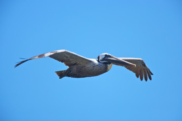 Brown pelican flying on californian coast