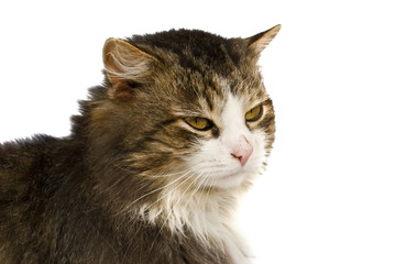 Fototapeta premium cat