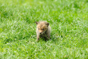 little fox