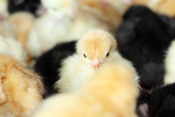 poussin jaune parmi ses congénères