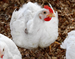 poule blanche