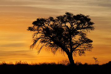 Plakat African Sunset z sylwetki drzewa