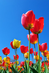 Fototapeta na wymiar Tulips and sky