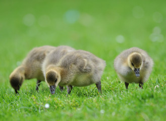 Greylag gooselings (Anser anser)