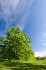 Obraz premium Green lime tree and blue sky - fresh spring motive