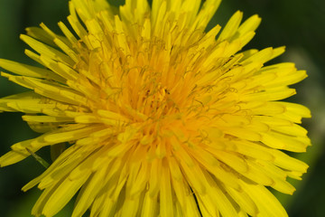 Close up shot of yellow dandelion flower