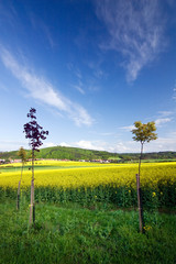 Spring landscape with a field of yellow rape and blue sky