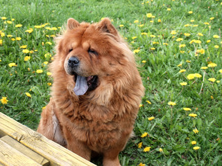 Chow chow dog