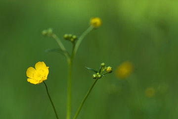 Yellow flower on green background - spring/summer motive