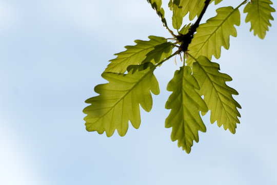Green oak-tree foliage - spring detail