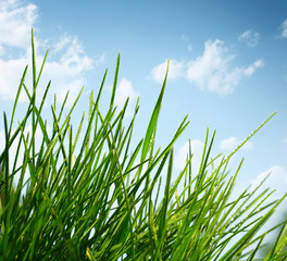 Meadow with green grass and blue sky with clouds